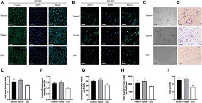 Three-Dimensionally Printed Ti2448 With Low Stiffness Enhanced Angiogenesis and Osteogenesis by Regulating Macrophage Polarization via Piezo1/YAP Signaling Axis